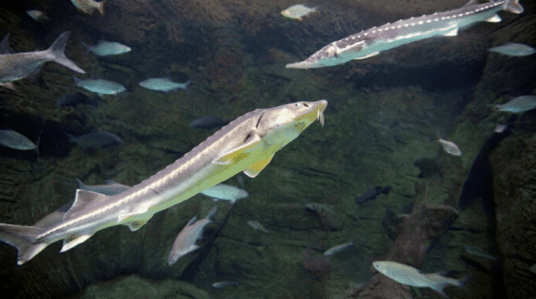 Deux esturgeons nageant dans un bassin sous-marin parmi d’autres poissons.