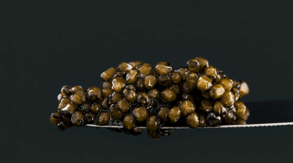 Gros plan de grains de caviar vert-brun brillants, présentés sur une fine lame argentée devant un fond sombre.