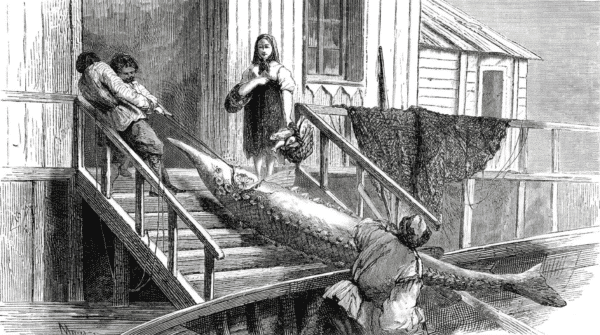 Gravure ancienne montrant des pêcheurs transportant un grand esturgeon à quai, devant une maison en bois.