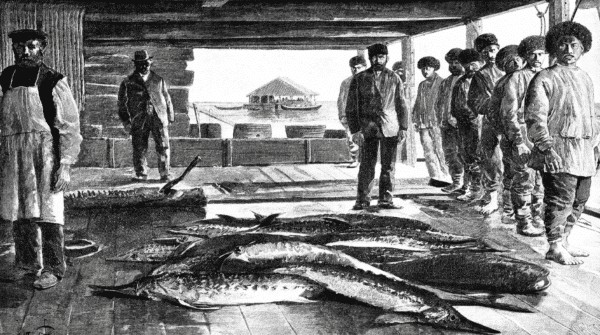 Gravure ancienne montrant des pêcheurs et plusieurs esturgeons dans une installation de pêche.